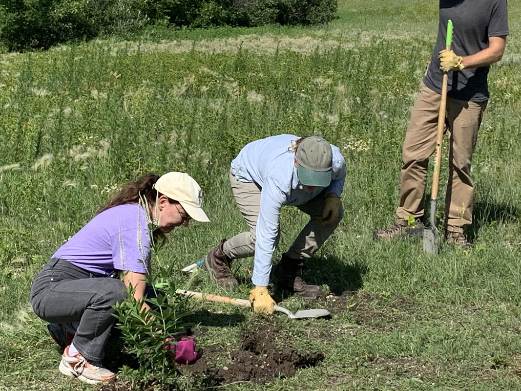 Wild Flowers Planting 2020