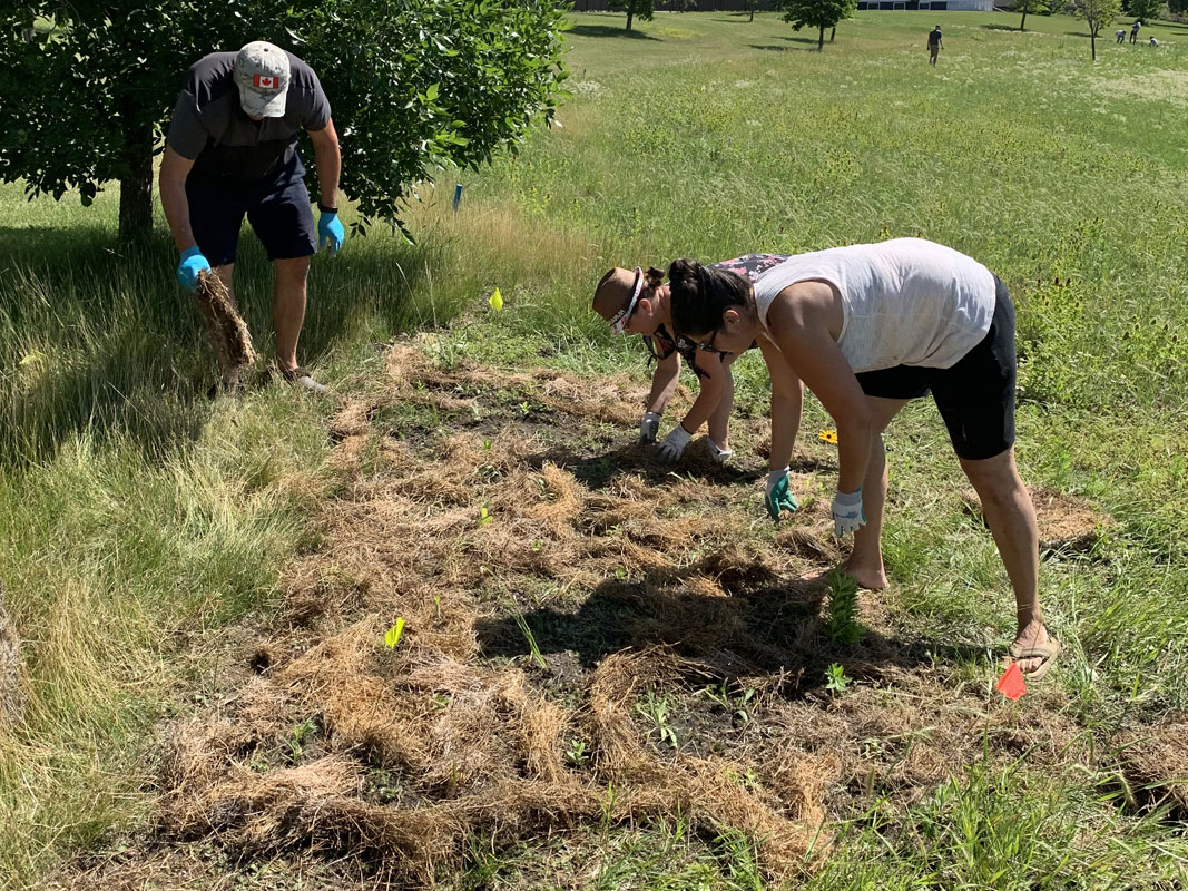 Wild Flowers Planting - Image 9