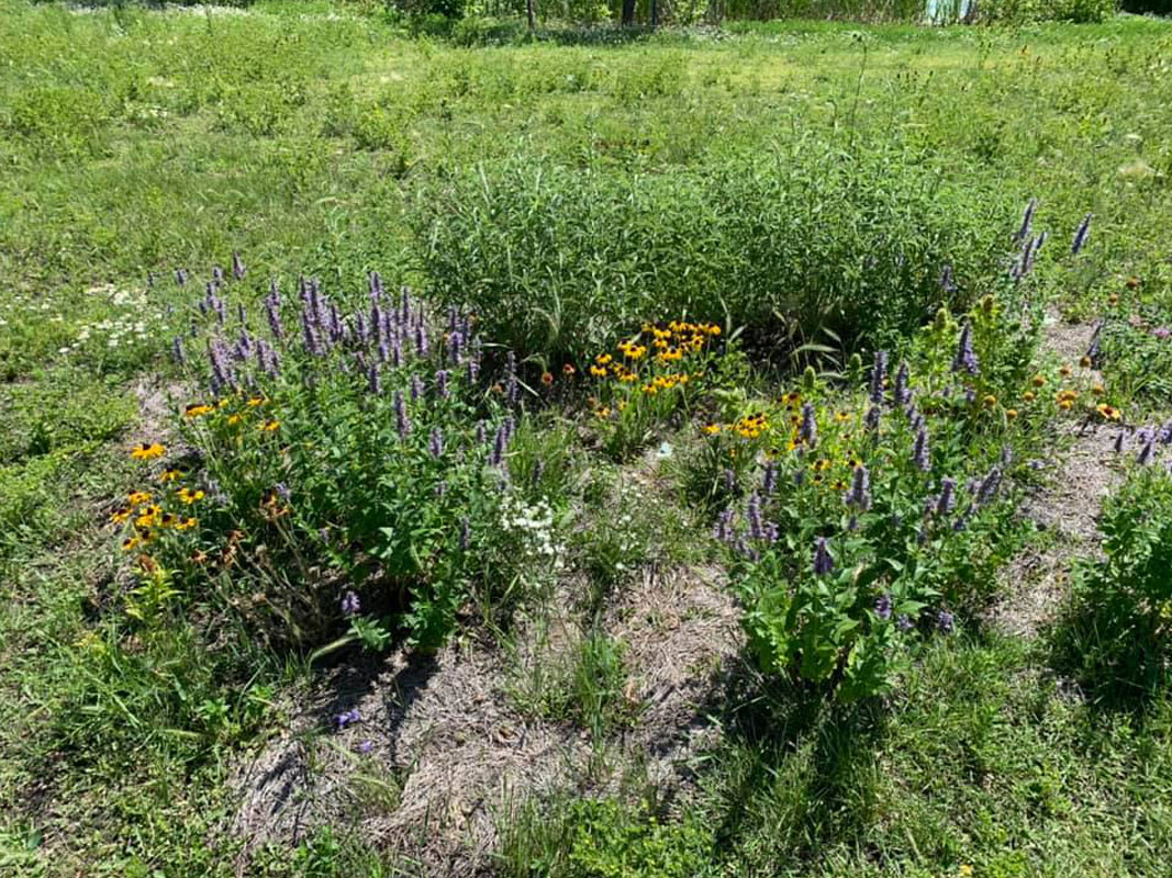 Wild Flowers Planting - Image 15